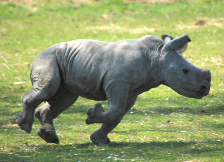 Baby Rhino