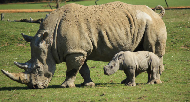 Mother and Baby Rhino