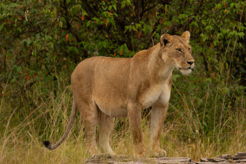 Lioness