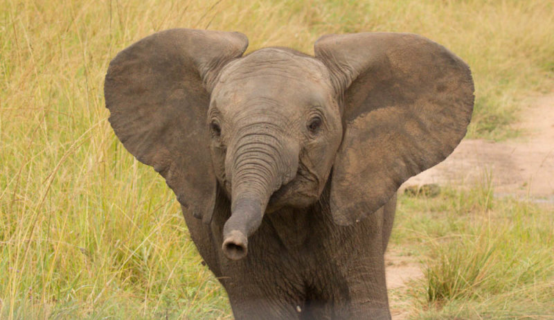 Baby Elephant