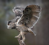 Eagle Owl Landing