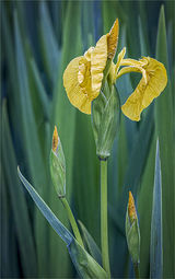 Wild Iris