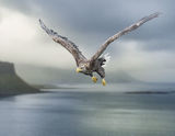 Attack Flight