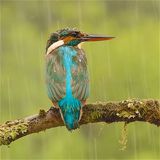 Drookit