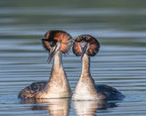 Great Crested Grebes