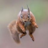Leap of Faith