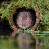Water Vole