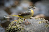 Grey Wagtail