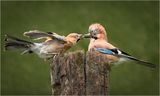 Jay Feeding Juvenile