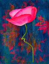 Poppy-in-Blue