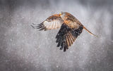 Red Kite in Snow