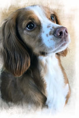 Teal - Cocker Spaniel