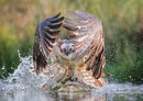 09 Emerging Osprey - 19 points
