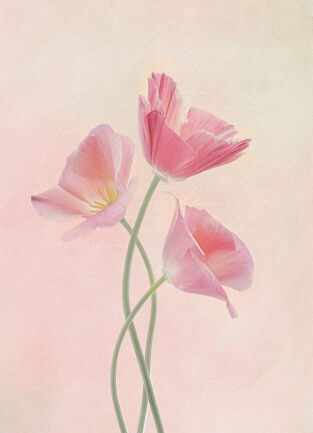11 Delicatee Tulip Trio - 15 points