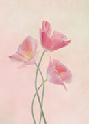 11 Delicatee Tulip Trio - 15 points