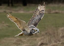 22 Great Horned Owl - 18 points