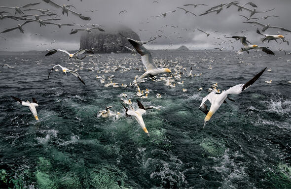 24 Gannets of the Bass Rock - 18 points