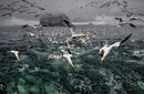 24 Gannets of the Bass Rock - 18 points