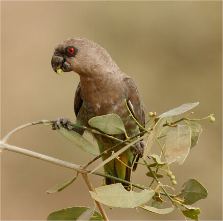 25 Female Red Bellied Parrot - 18 points