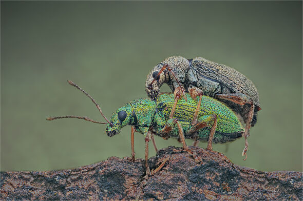 26 Weevils Mating - 15 points