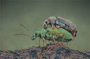 26 Weevils Mating - 15 points
