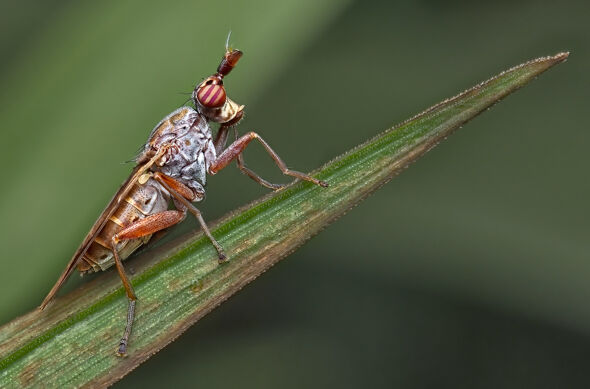 34 Marsh Fly - 18 points