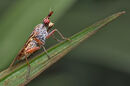 34 Marsh Fly - 18 points