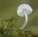 39 Mycena - 18 points