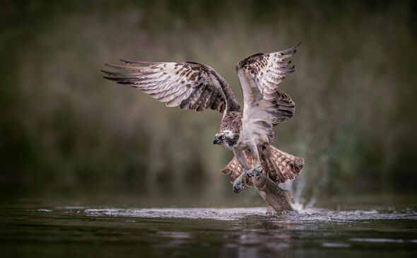 45 Osprey wins by a nose - 19 points