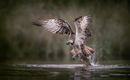 45 Osprey wins by a nose - 19 points