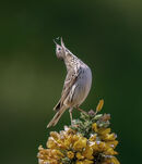 63 Meadow Pippit - 20 points