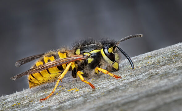 74 Yellowjacket Collecting Material - 18 points