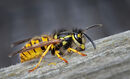 74 Yellowjacket Collecting Material - 18 points