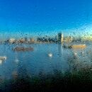 After the rain