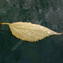 Autumn in Geneva (series)