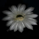 In memory of my dear grandmother