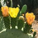 Cactus - to brighten up the day