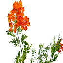 Orange flower