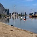Thames in summer (series)