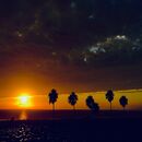 Palms (series)