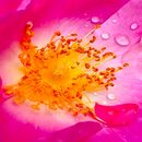 Rosehip tears