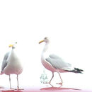 Seagulls (series)