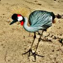 iBird