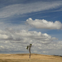 One Tree on the Empty hills