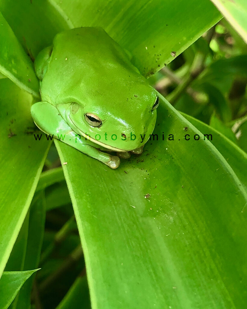 Frog in Greenery