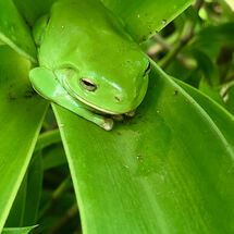Frog in Greenery