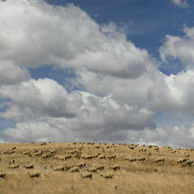 Sheep on a Hill