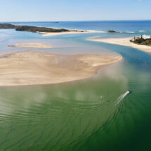 Cotton Tree