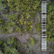 Planks across the Mangroves