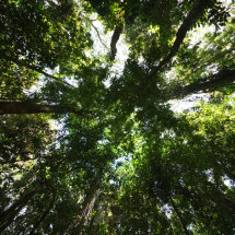 Tree Tops